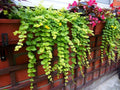 Creeping Jenny Plant - Green Ground Cover - Perennial for Baskets - Lysimachia nummularia