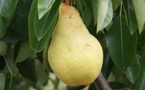 Bartlett Pear Seeds - 25+ Seeds for Garden Planting - Pyrus communis - USA Origin - Free Shipping