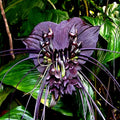 Black Bat Orchid Seeds - Rare Tacca chantrieri - Tropical Houseplant for Garden