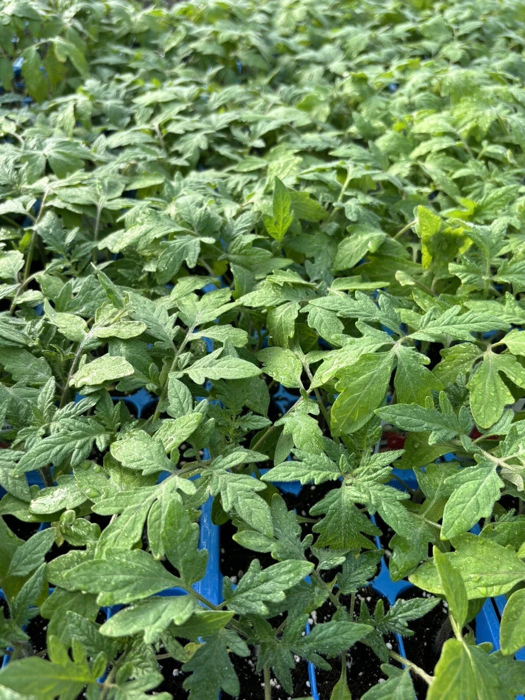 Beefsteak Tomato Live Plants (Bareroot) - 2 Plants 6–10" Solanum lycopersicum
