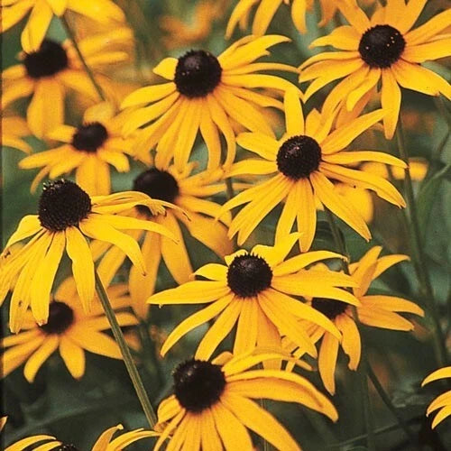 Black-Eyed Susan Seeds - 25 Fresh Flower Seeds - Rudbeckia hirta - Free USA Shipping