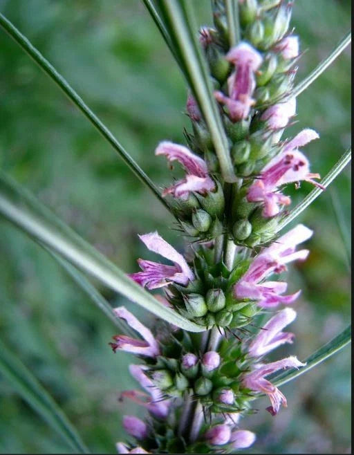 Motherwort Seeds - 100 Count - Medicinal Herb - GMO Free - Leonurus cardiaca - Pink Variety