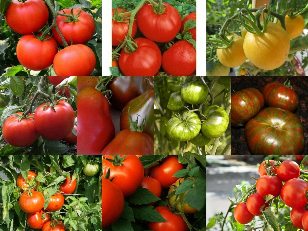 Medium Tomato Seeds, Rare & Common Varieties, Multiple Options Available, Solanum lycopersicum