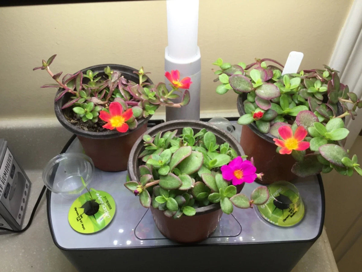 Aerogarden Flower Cuttings 8 Mix Colors for Winter Garden - Rooting Starter Kit, Indoor Gardening, Hydroponic Plants