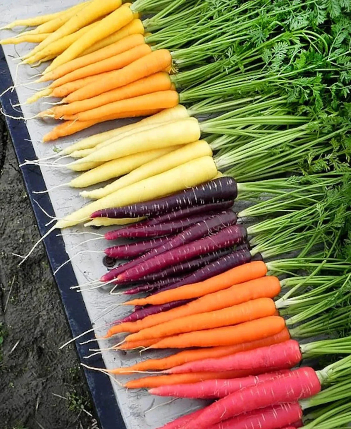 Rainbow Carrot Seeds Mix - 200+ Heirloom Non-GMO Organic Seeds - Colorful Vegetable Blend for Gardening
