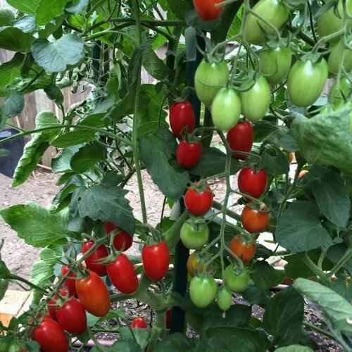 Juliet F1 Tomato Hybrid Seeds - 50+ Heirloom Seeds for Garden - USA Grown - FREE SHIPPING!