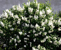 Madame Lemoine Lilac Starter Plant 4-8” Tall Syringa Vulgaris Well Rooted Perennial Shrub for Garden Landscaping
