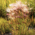 Squirrel Tail Grass Seeds - Foxtail Barley Bobtail - Perfect for 2025 Planting - Native Grass Seeds for Landscapes