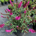 Raspberry Buddleia Starter Plant 2-4” | Butterfly Bush | Ships Without Pot | Buddleja davidii