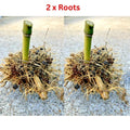 Live MOSO Bamboo Roots - 2 Pack - Approx 5 in Tall - Phyllostachys edulis
