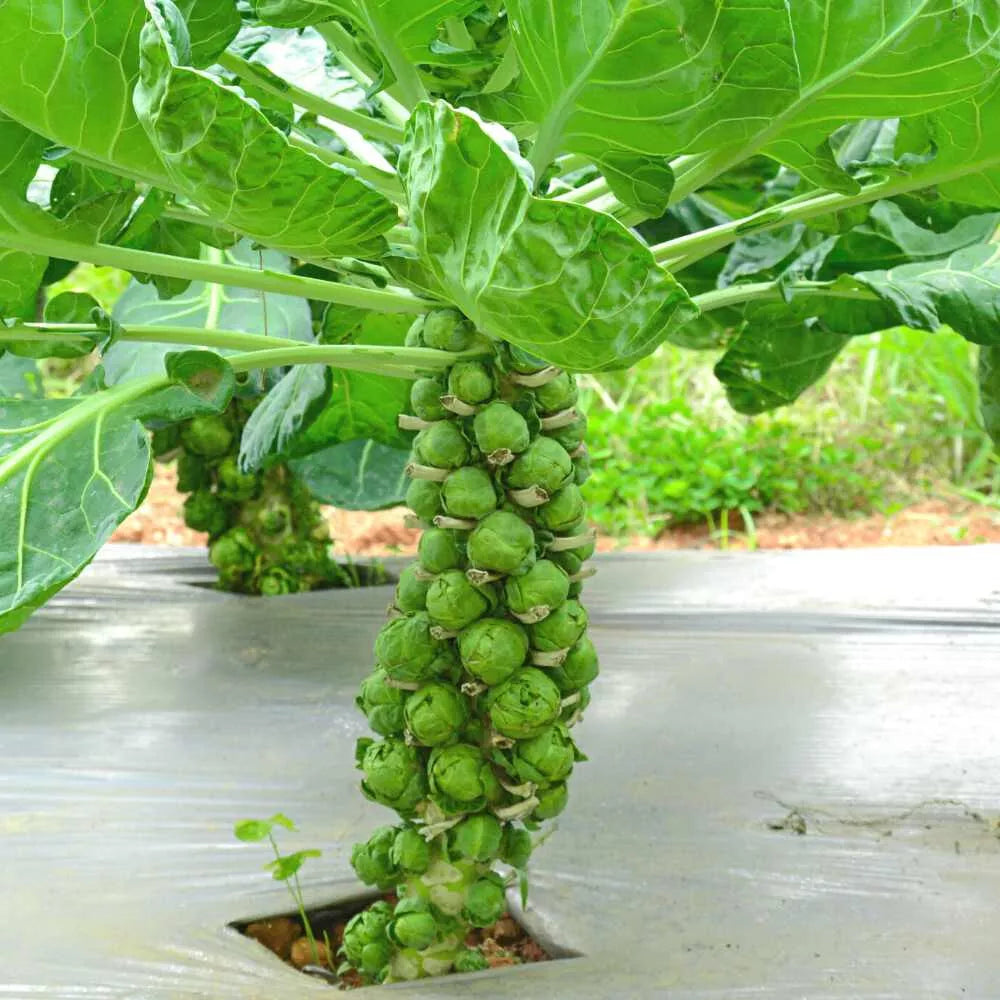 500+ Diablo Brussels Sprouts Seeds for Garden Planting - Brassica oleracea - Heirloom Vegetable Seeds - USA