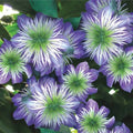 25 Crystal Fountain Clematis Seeds - Climbing Perennial Flower Seeds - Plumeria Bloom - USA Grown