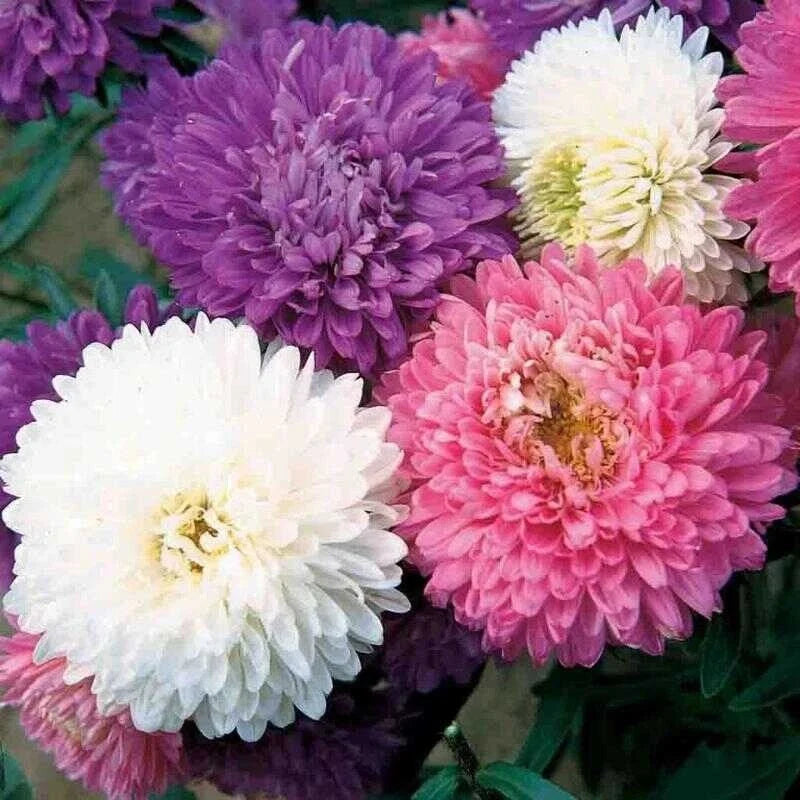 Aster Crego Mix Flower Seeds - 25 Organic Non-GMO Heirloom Garden Seeds for Unique Blooms