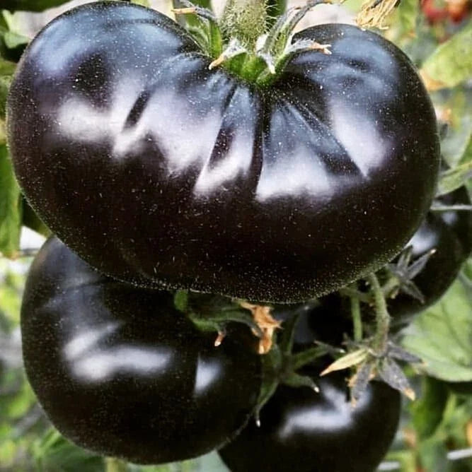 Black Sea Man Tomato Seeds - 30+ Heirloom Organic Seeds - Rare Variety - Perfect for Home Gardening