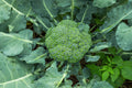 Waltham 29 Broccoli Seeds - Non-GMO Heirloom Variety - Brassica oleracea - Backyard Gardening