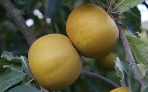 25+ Saint Edmund's Pippin Apple Seeds | Heirloom Variety for Garden Planting | Malus domestica | USA