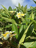Yellow Plumeria Cutting 10 Inch Unrooted Fresh Starter x1 - Plumeria alba - Locally Grown Big Island Kealakekua