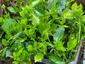 Aucuba Japonica Golden Dust Cuttings - 6 Beautiful Evergreen Gold-Dust Tree Clippings
