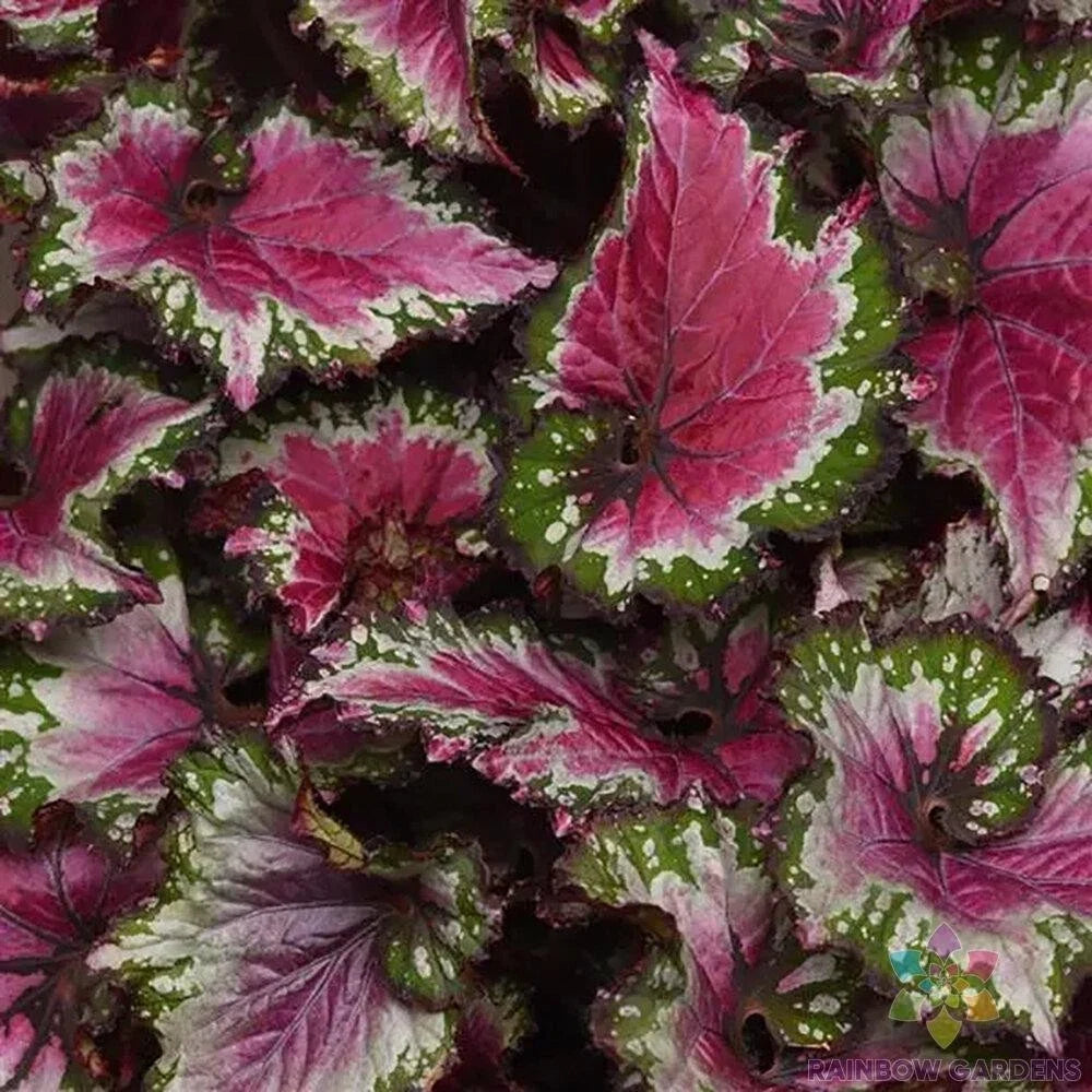 Jurassic Jr Berry Swirl Rex Begonia Seeds - 25+ Seeds for Garden - Perfect for Indoor & Outdoor Planting - USA