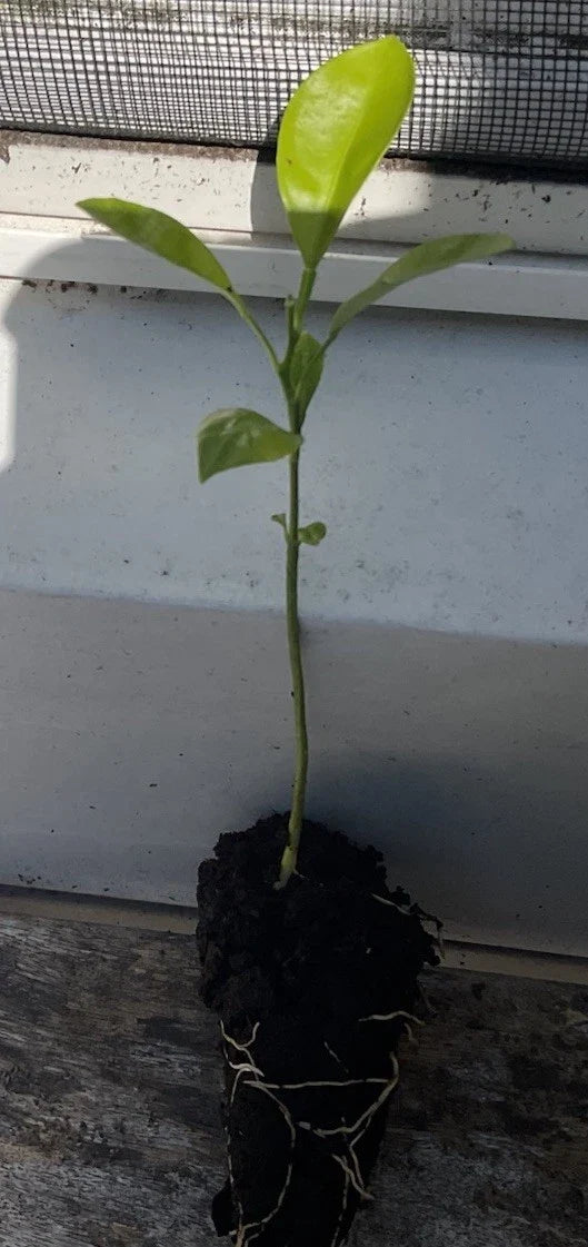 Rooted Calamansi Plant 2”-3” | Calamondin Citrus × microcarpa - Kalamansi Live Bare Root Citrus Tree