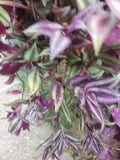 Wandering Jew Live Cuttings 12" Tradescantia Zebrina with Aerial Roots - Indoor Plant for Home Decor