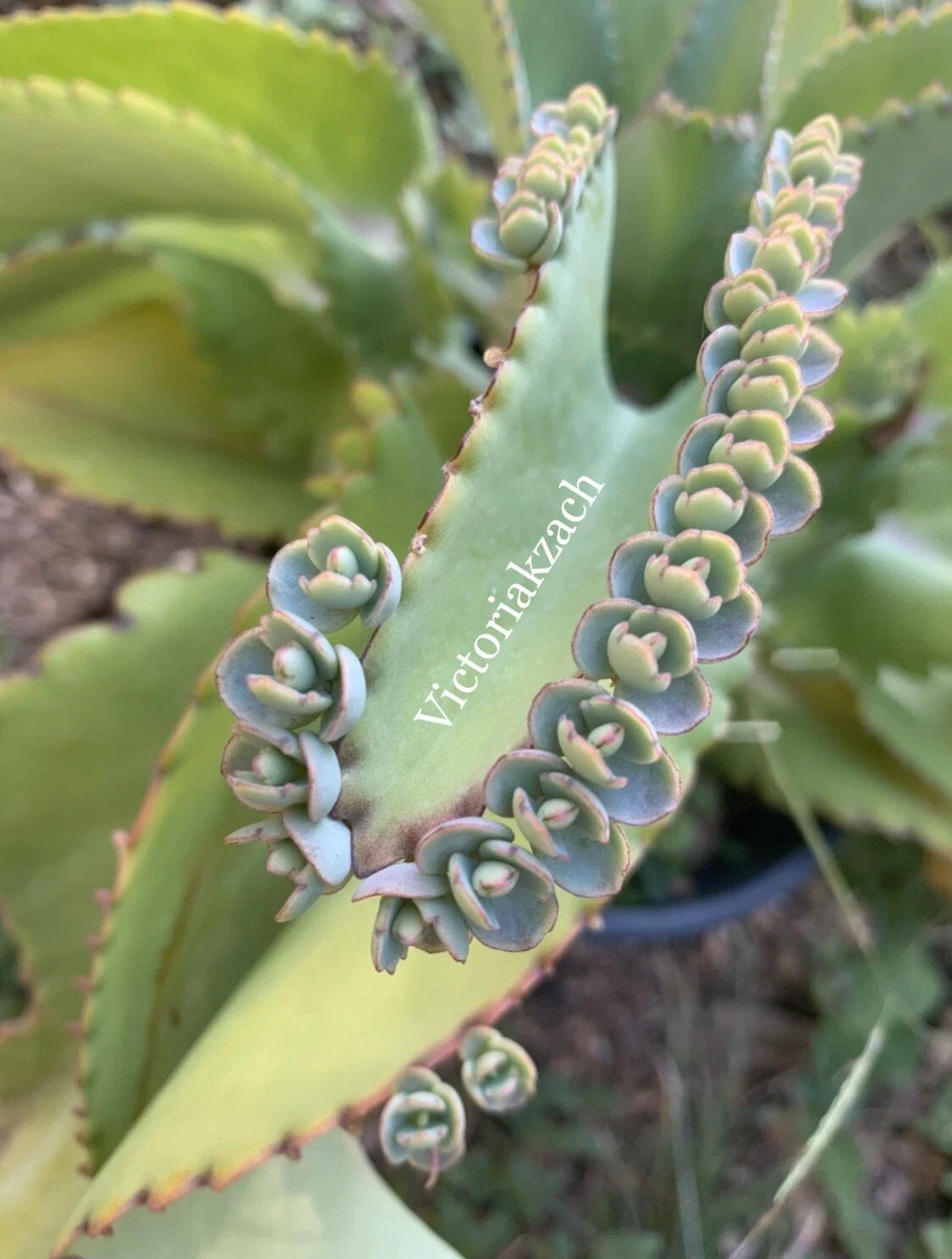 Kalanchoe Succulent Cuttings - 10+ Mother of Millions - Mexican Hat Plant - Kalanchoe daigremontiana