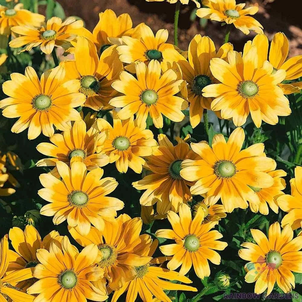 Rudbeckia Seeds - 200+ Green Eyes Variety - Black-Eyed Susan - Easy Garden Planting - Free Shipping USA