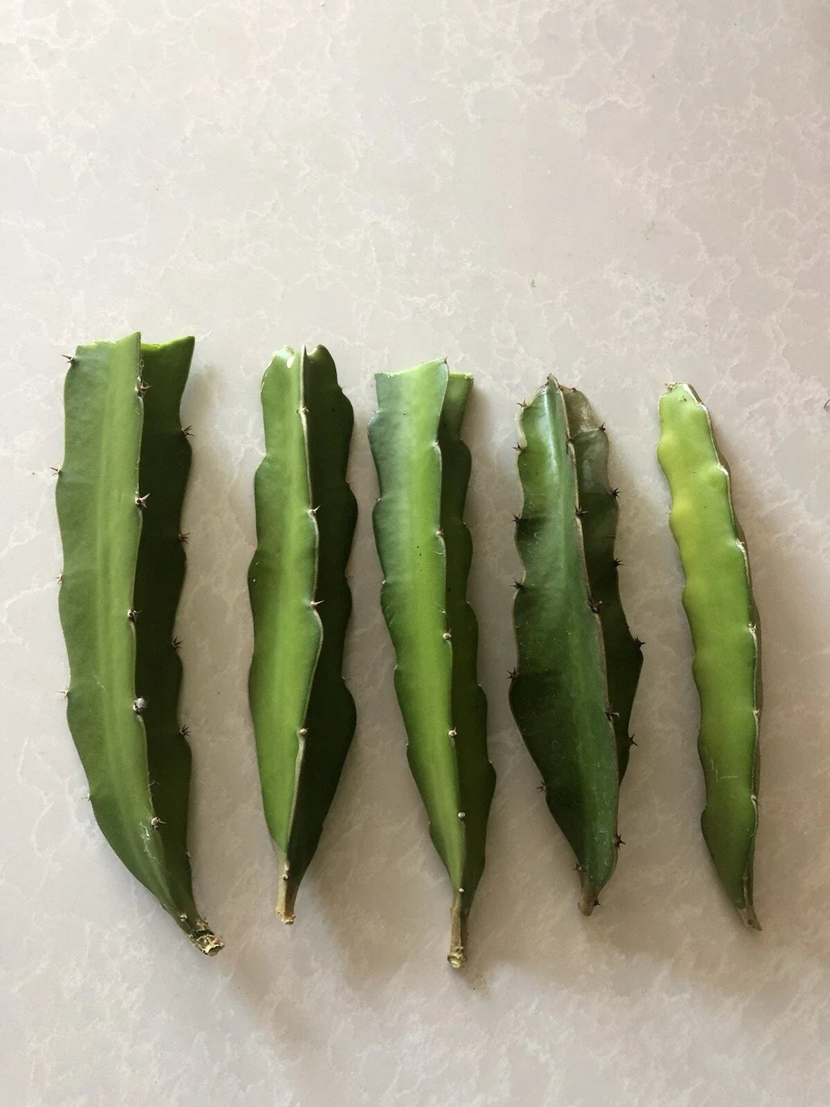 Red Dragon Fruit Cuttings 5 Pcs Pink Skin Red Flesh Ready To Plant Hylocereus undatus