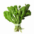 Arugula Seeds Bulk 500 Count - Peppery Flavor Herb - Eruca sativa