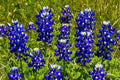 Texas Bluebonnet Seeds - 50 Organic Lupine Seeds - Native Wildflower - Lupinus texensis - Free Shipping USA