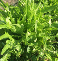 Fresh Oakleaf Lettuce Seeds - 4g Premium Quality - Lactuca sativa 'Oakleaf'