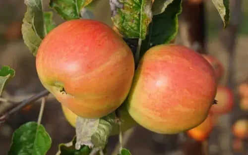 Bardsey Apple Seeds - 25+ Heirloom Fruit Seeds for Garden Planting - Malus domestica - USA Shipping Available