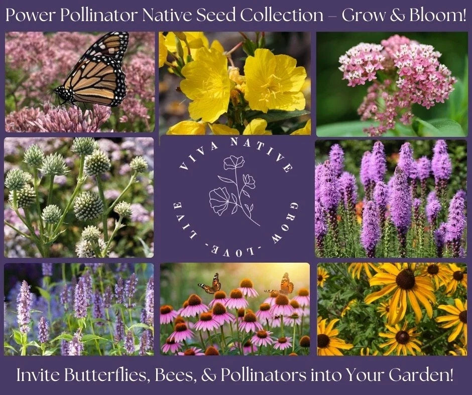 Butterfly Native Garden Seed Collection - 8 Perennial Plants for Pollinators - Wildflower Seeds for Gardens - Pollinator Paradise