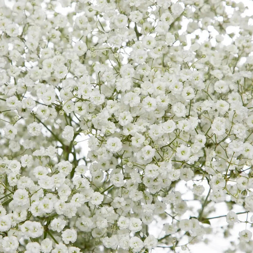 Baby's Breath Seeds | Non-GMO | 1275 | Gypsophila paniculata