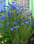Bachelor's Button Flower Seeds - Blue Double Variety - Florist Quality - Centaurea cyanus