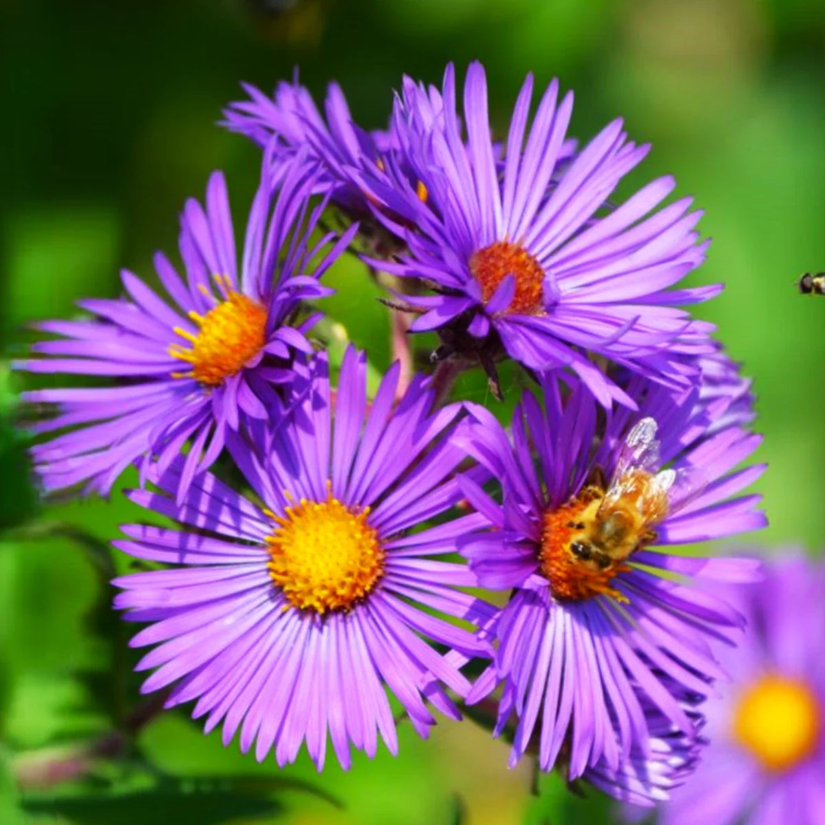 Tahoka Daisy Seeds - Prairie Aster Tansyleaf Purple Wildflower Seed - 2025