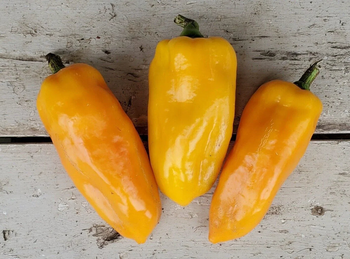 Fresh Sweet Golden Marconi Pepper Seeds - 20 Premium Seeds - Capsicum annuum