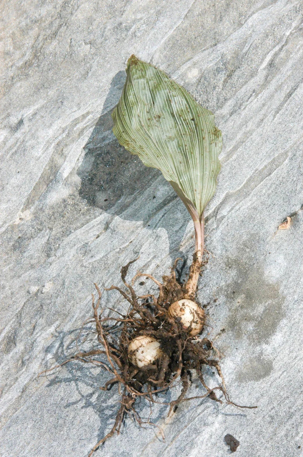 Adam & Eva Orchid (Aplectrum hyemale) Bare-Root | Putty Root Orchid, 2 Plants