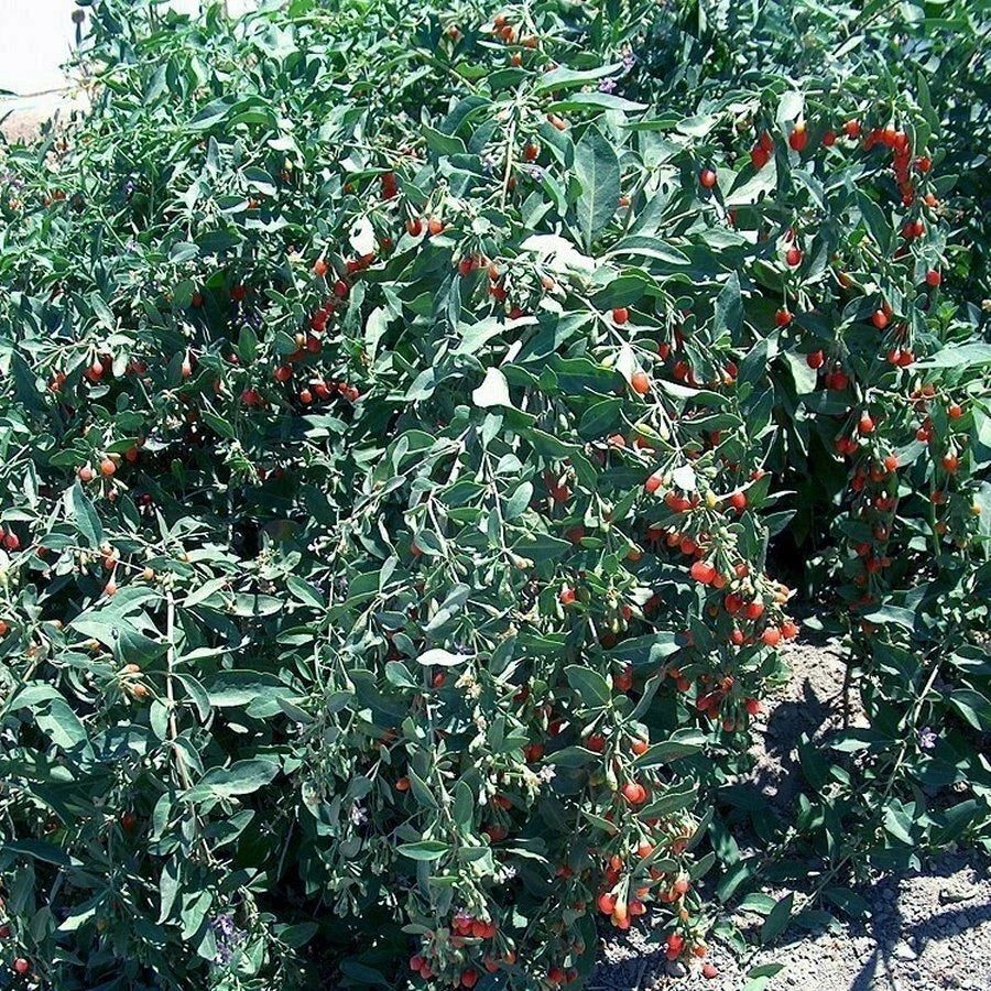 Goji Berry Cuttings 50 Pack Fresh Cuttings From Mature Plant Lycium barbarum, Ready to Flower and Fruit