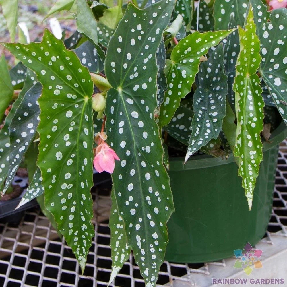 25+ My Special Angel Begonia Seeds - Garden Planting - USA - Free Shipping! (Begonia)