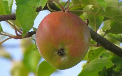 Ascahire Apple Seeds - 25+ Pack for Garden Planting - Malus domestica - USA Grown - Quality Seeds