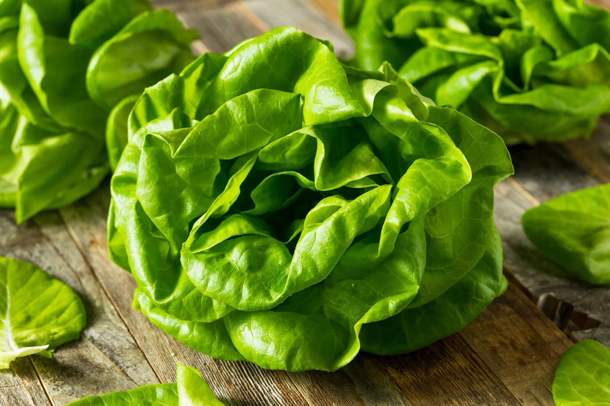 Buttercrunch Lettuce Seeds - 1100+ Non-GMO Heirloom Vegetable Seeds - Lactuca sativa