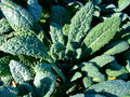 Lacinato Kale Seeds - Italian Dinosaur Kale - NON-GMO - Cruciferous - Organic Heirloom Variety