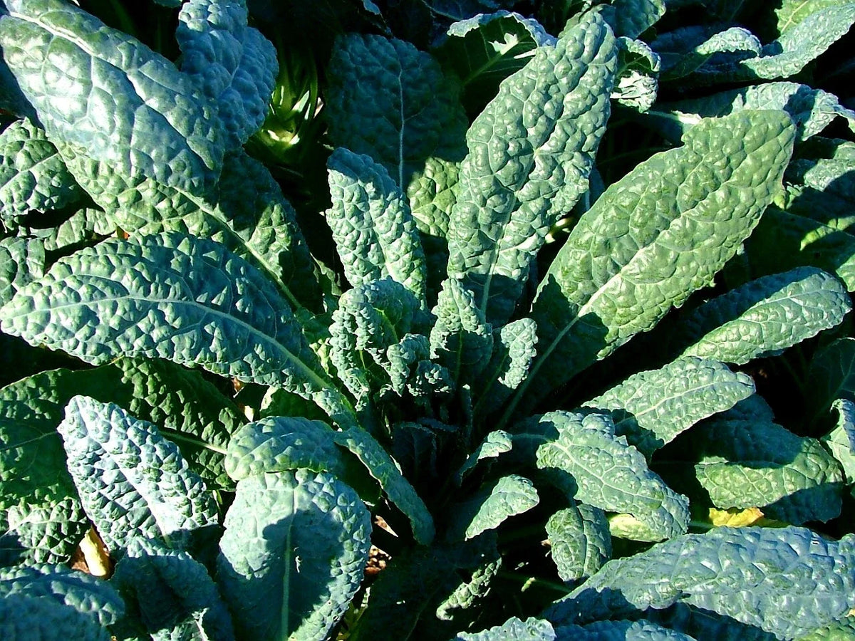 Lacinato Kale Seeds - Italian Dinosaur Kale - NON-GMO - Cruciferous - Organic Heirloom Variety