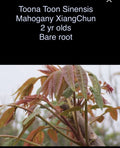 Toona Sinensis Mahogany XiangChun Bare Root Plant - 2 Year Olds, 1-2 ft Tall, Fast-Growing Tree for Gardens