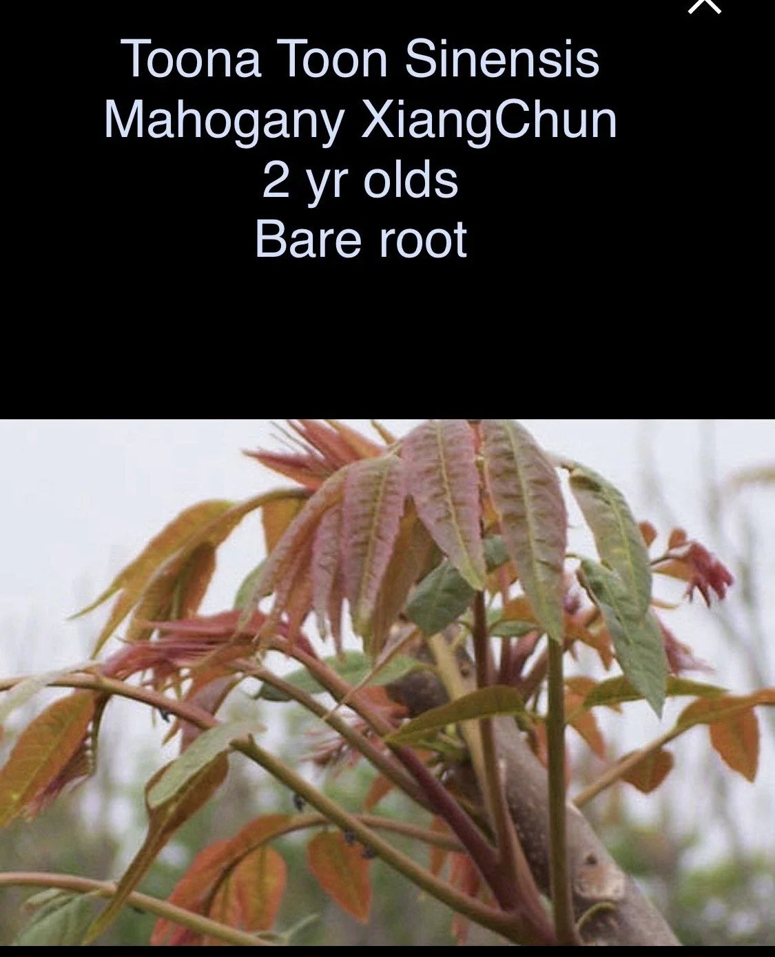 Toona Sinensis Mahogany XiangChun Bare Root Plant - 2 Year Olds, 1-2 ft Tall, Fast-Growing Tree for Gardens