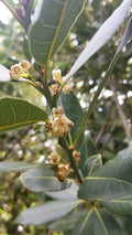 Bay Laurel Tree Cuttings 10 Stems Culinary Propagation Laurus nobilis Free Shipping