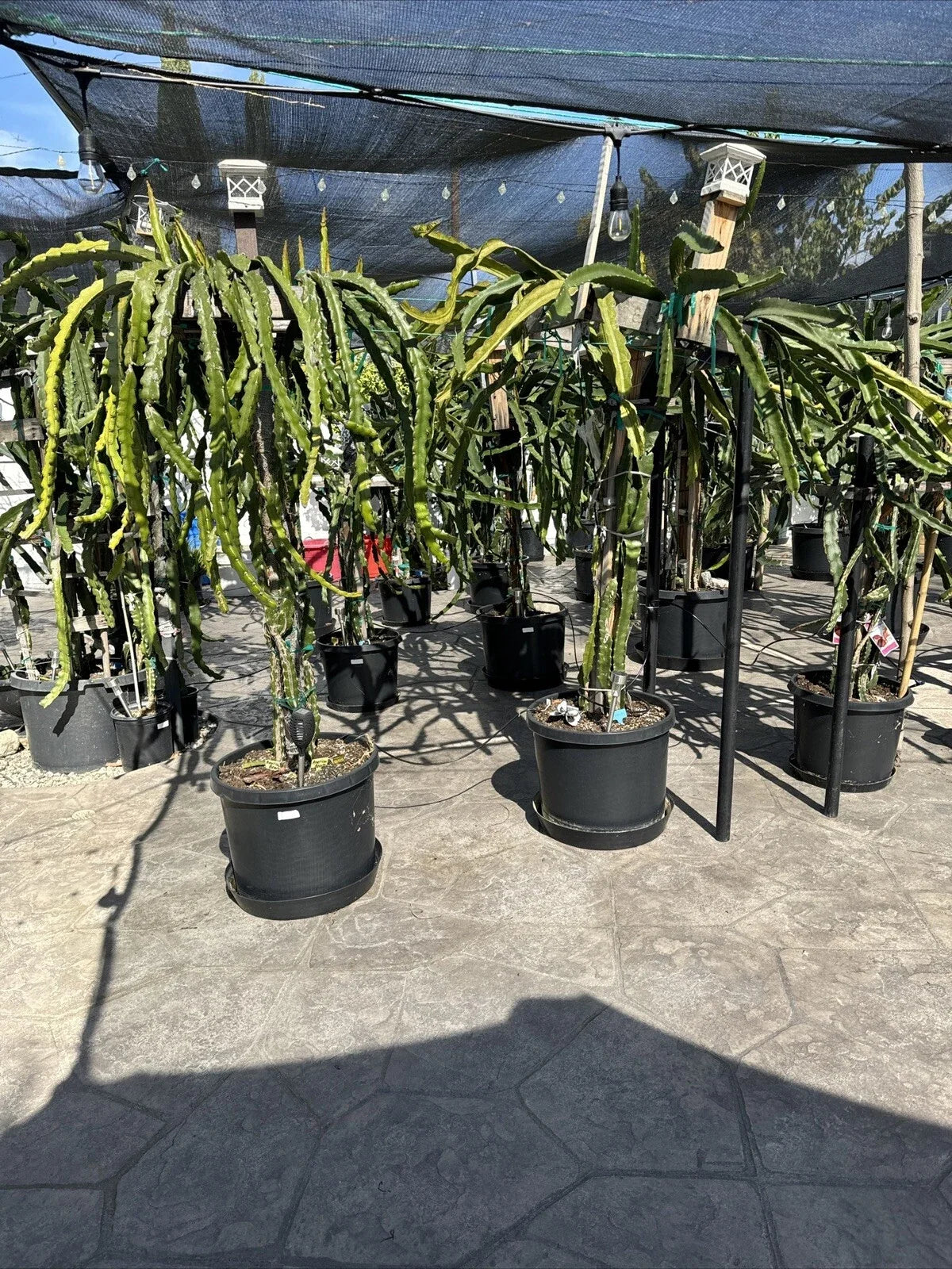 Organic Dragon Fruit Cuttings - 12 Pack, 5 Inches - Fresh Hylocereus Undatus
