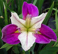 Bi-Color Louisiana Iris Plant - Colorific Aquatic Marginal Pond Plant - Iris fulva - Buy 2 Get 1 Free