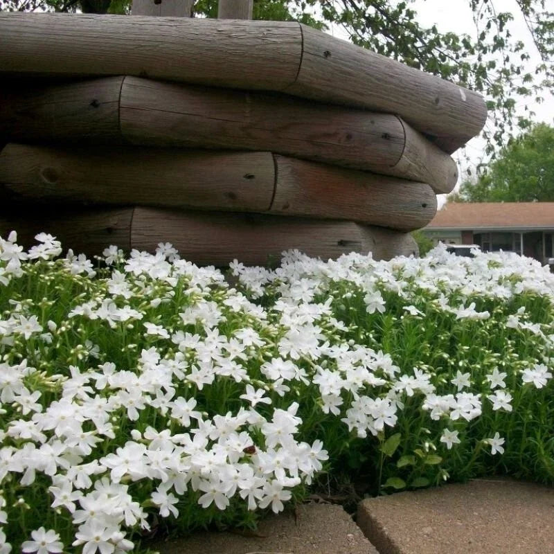 Snowflake Creeping Phlox Seeds - 100+ Pack - Hardy Ground Cover - Phlox subulata - USA Grown, Free Shipping